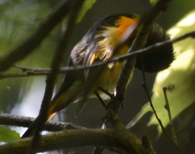 Photo of American Redstart Male Hiding On NaturalCrooksDotCom