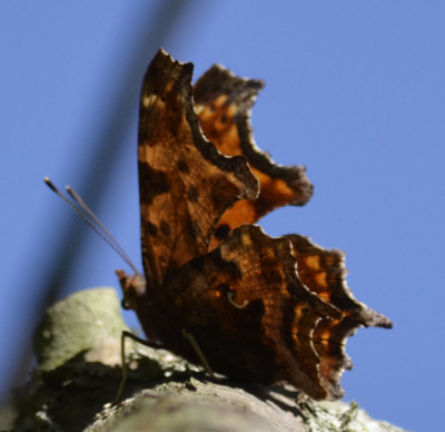 Photo of Comma Underwings Tree on NaturalCrooksDotCom