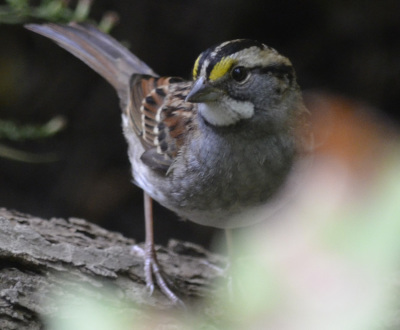 Photo of White Throated Sparrow blur on NaturalCrooksDotCom