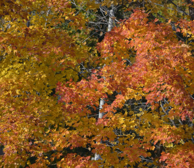 Photo of Autumn Leaves on NaturalCrooksDotCom