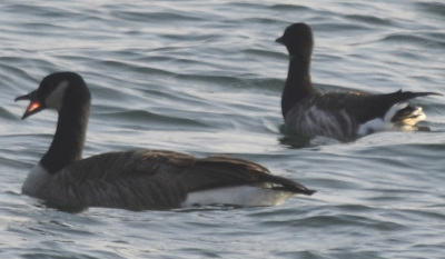 Photo of Brant vs Canada Goose in Lake on NaturalCrooksDotCom