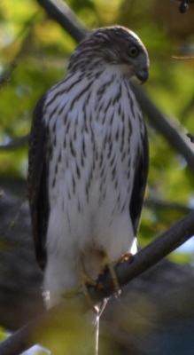 Photo of Coopers Hawk Looking Down On NaturalCrooksDotCom