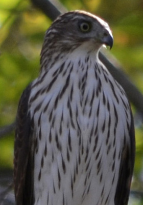 Photo of Coopers Hawk Juvenile On NaturalCrooksDotCom