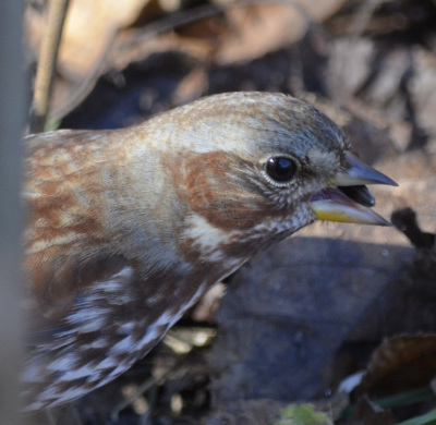 Photo of Fox Sparrow Seed Peeking On NaturalCrooksDotCom