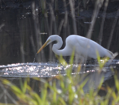 Photo of Great Egret Hunting On NaturalCrooksDotCom
