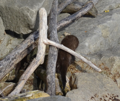 Photo of Mink On Shore on NaturalCrooksDotCom