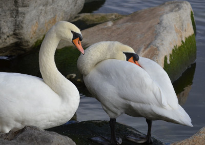 Photo of Mute Swans Rest on NaturalCrooksDotCom