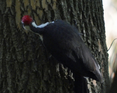 Photo of Pileated Woodpecker Bark Gone on NaturalCrooksDotCom