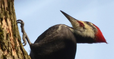 Photo of Pileated Woodpecker Grasp on NaturalCrooksDotCom