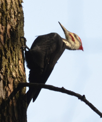 Photo of Pileated Woodpecker Male Blue Sky on NaturalCrooksDotCom