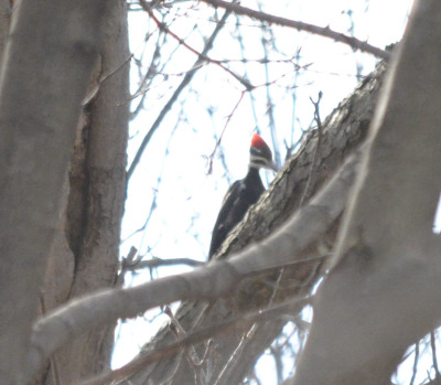Photo of Pileated Woodpecker Female on NaturalCrooksDotCom