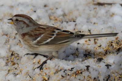 Photo of American Tree Sparrow Snow Seeds on NaturalCrooksDotCom