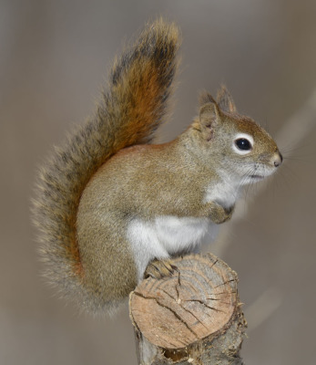 Photo of Red Squirrel Stump On NaturalCrooksDotCom