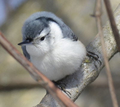 Photo of White Breasted Nuthatch Face on On NaturalCrooksDotCom