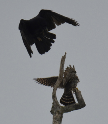 Photo of American Crow Merlin Engage On NaturalCrooksDotCom