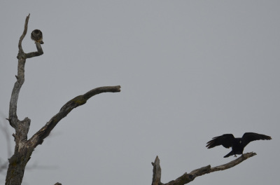 Photo of American Crow Merlin Far Out On NaturalCrooksDotCom