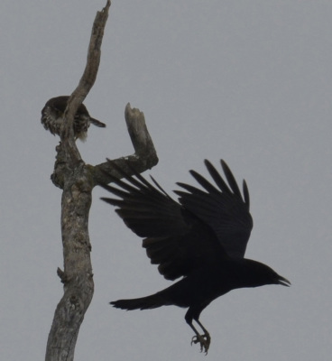 Photo of American Crow Merlin Pass On NaturalCrooksDotCom