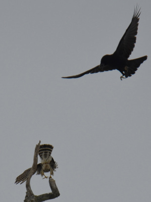 Photo of American Crow Merlin Tail On NaturalCrooksDotCom