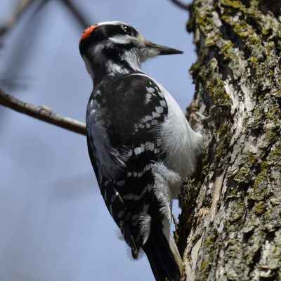 Photo of Hairy Woodpecker Male Closeup on NaturalCrooksDotCom