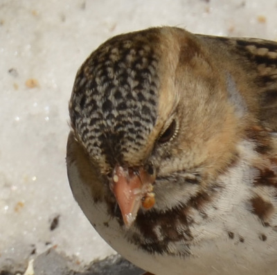 Photo of Harris's Sparrow Crown on NaturalCrooksDotCom