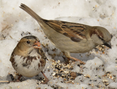 Photo of Harris's Sparrow and House Sparrow On NaturalCrooksDotCom