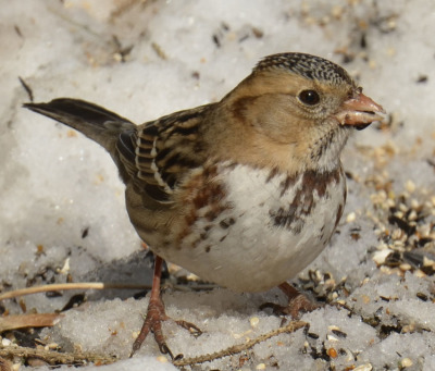 Photo of Harris's sparrow on NaturalCrooksDotCom