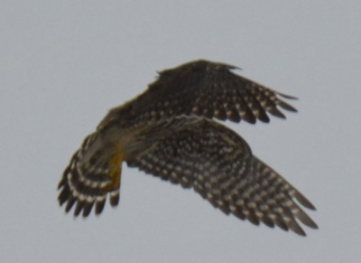 Photo of Merlin Flight on NaturalCrooksDotCom