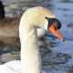 photo of Mute Swan Face on NaturalCrooksDotCom