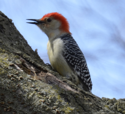 Photo of RedBellied Woodpecker Male Rattray on NaturalCrooksDotCom