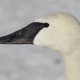 photo of Trumpeter Swan Face Side on NaturalCrooksDotCom