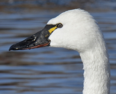Photo of Tundra Swan Face Side on NaturalCrooksDotCom