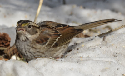 Photo of White Throated Sparrow on NaturalCrooksDotCom