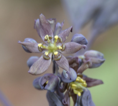 Photo of Blue Cohosh Flower On NaturalCrooksDotCom