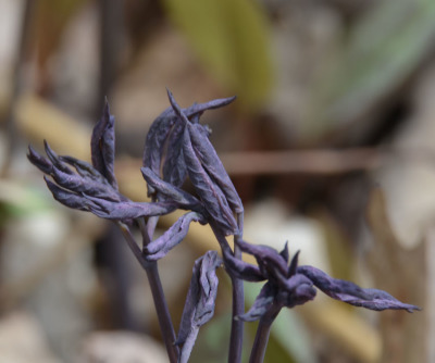 Photo of Blue Cohosh Opening Leaves On NaturalCrooksDotCom