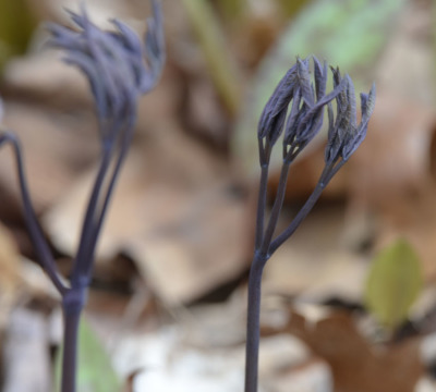 Photo of Blue Cohosh Purple Leaves On NaturalCrooksDotCom