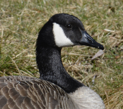 Photo of Mountberg Canada Goose Face on NaturalCrooksDotCom