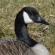 Photo of Mountberg Canada Goose Face on NaturalCrooksDotCom