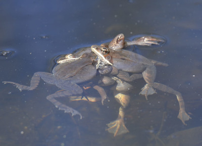 Photo of Mountsberg Ball of Wood Frogs on NaturalCrooksDotCom