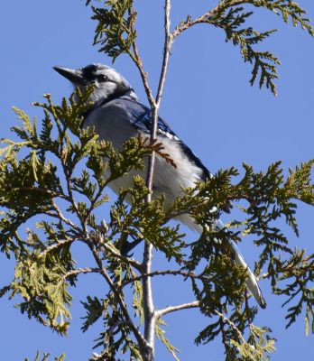 Photo of Mountsberg Blue Jay On NaturalCrooksDotCom