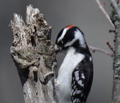 Photo of Mountsberg Downy Woodpecker On NaturalCrooksDotCom