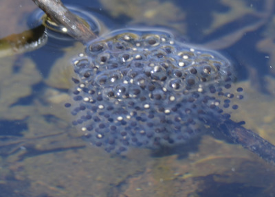 Photo of Mountsberg Frogs Eggs On NaturalCrooksDotCom
