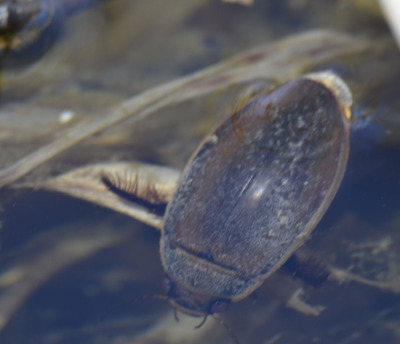 Photo of Mountsberg Giant Diving Beetle On NaturalCrooksDotCom