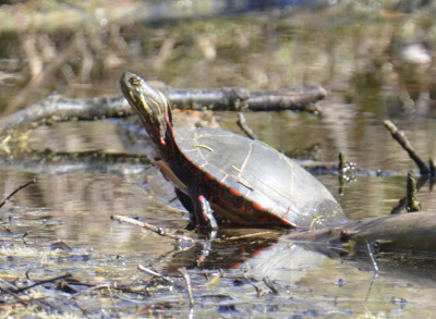 Photo of Mountsberg Painted Turtle on NaturalCrooksDotCom