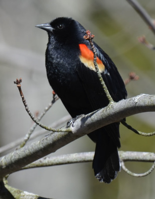 Photo of Mountsberg Red Winged Blackbird on NaturalCrooksDotCom