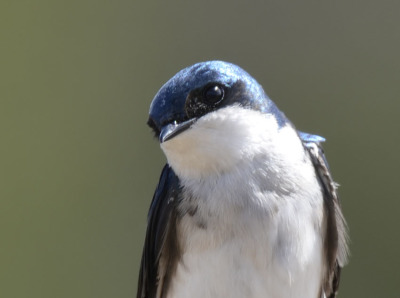 Photo of Mountsberg Tree Swallow On NaturalCrooksDotCom