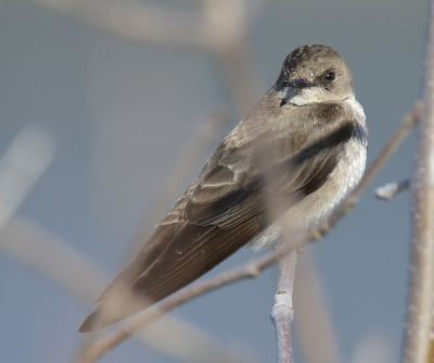 Photo of Northern Rough Winged Swallow Bush On NaturalCrooksDotCom