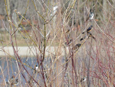 Photo of Swallow Bush 2 On NaturalCrooksDotCom
