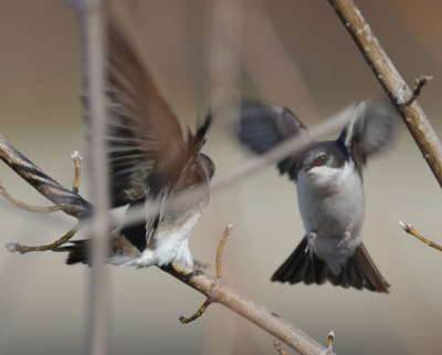 Photo of Tree Swallow Flight on NaturalCrooksDotCom