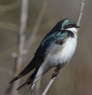 Photo of Tree Swallow Perched on NaturalCrooksDotCom