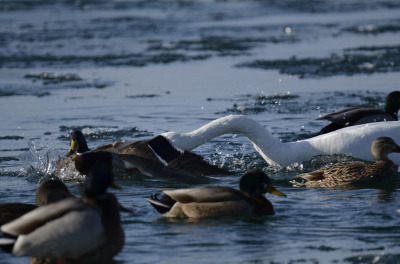 Photo of Tundra Swan Vs Mallard A Lunge on NaturalCrooksDotCom